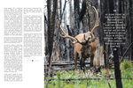 Journal of Mountain Hunting Issue 2